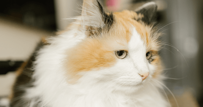 Adorable Persian Kitten