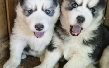 Male and female husky puppies available