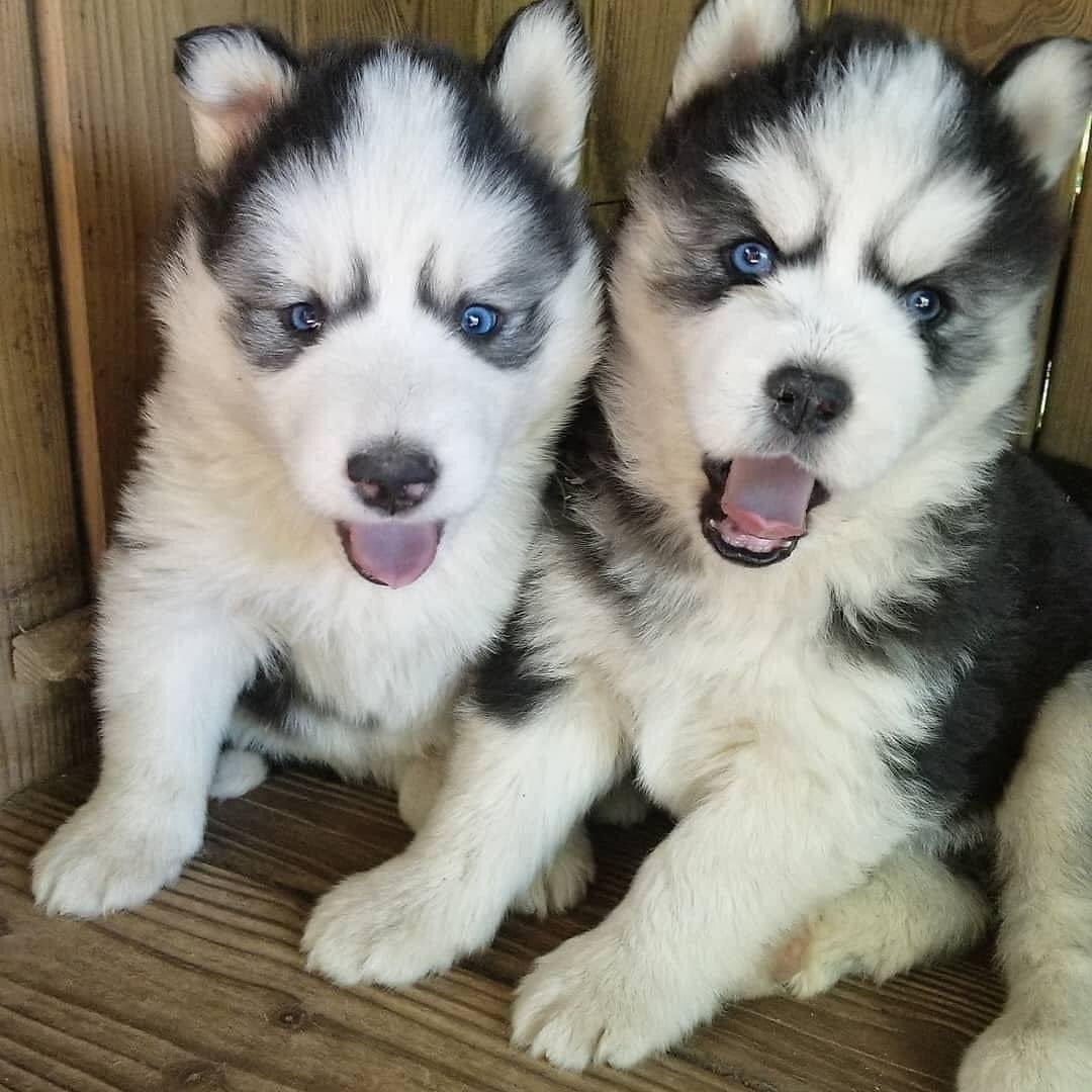 Male and female husky puppies available