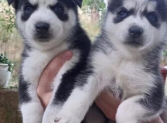 Available huskies puppies