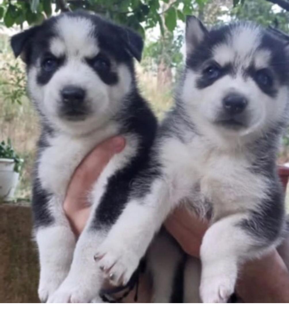 Available huskies puppies